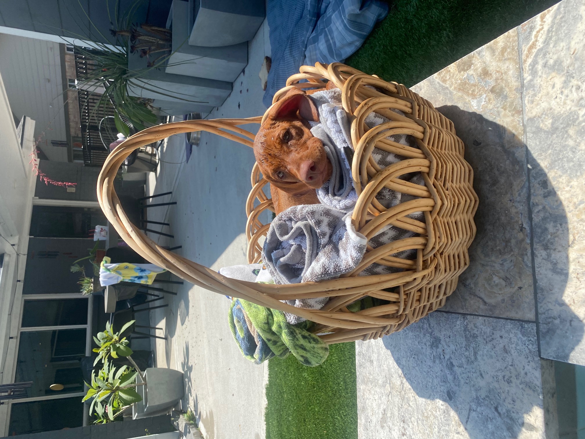 Young Vizsla puppy from Rock’n Roz Vizslas resting in a blanket-lined basket