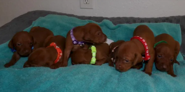 Newborn Vizsla puppies with colored collars on a teal blanket
