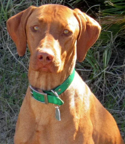 Vizsla with a green collar