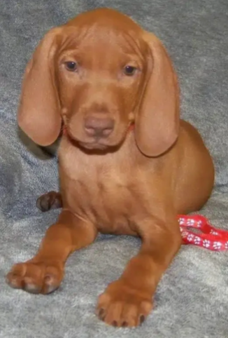 Vizsla puppy lying on a gray blanket