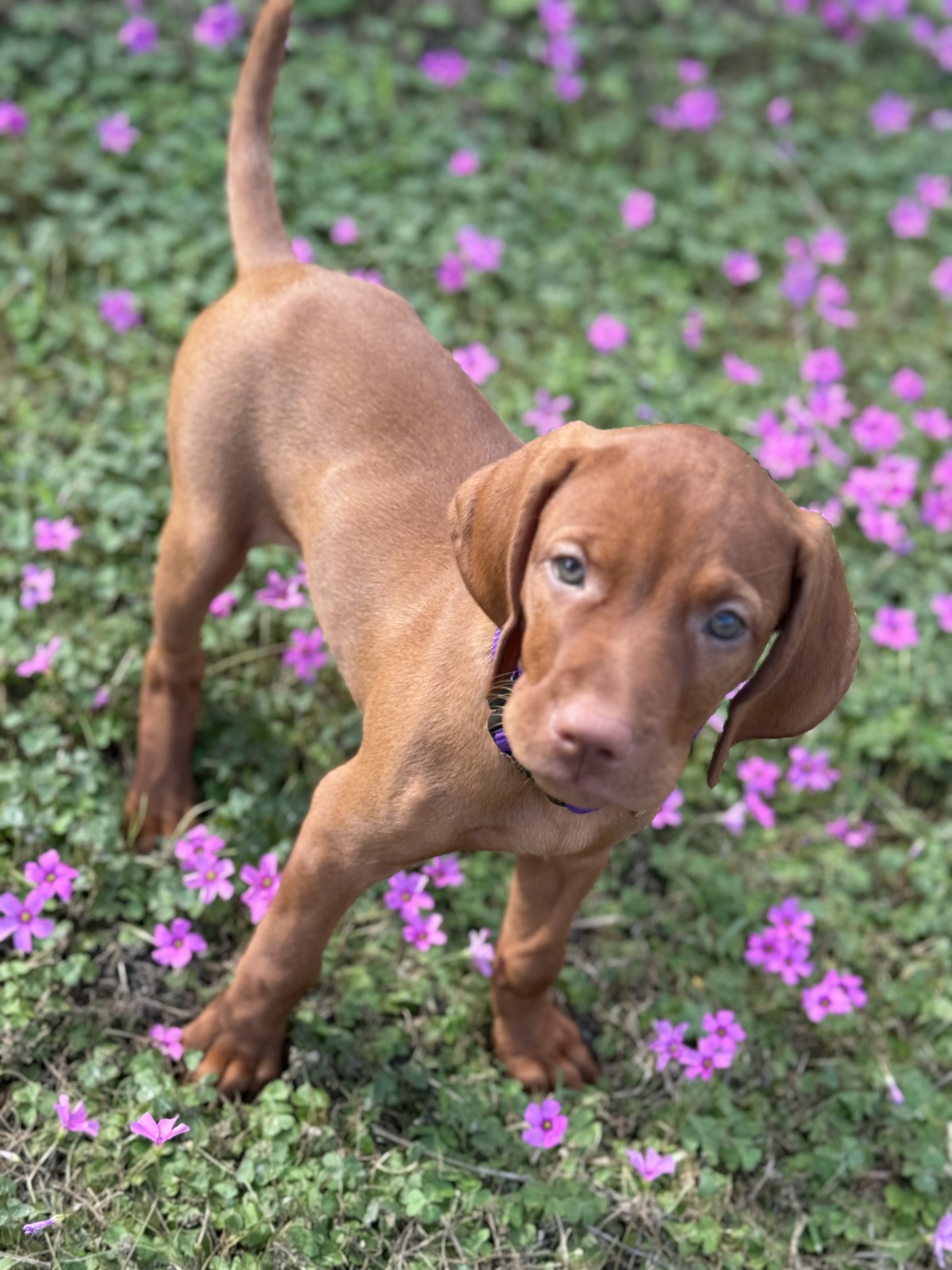 Rock’n Roz Vizsla puppy standing in a bed of pink flowers