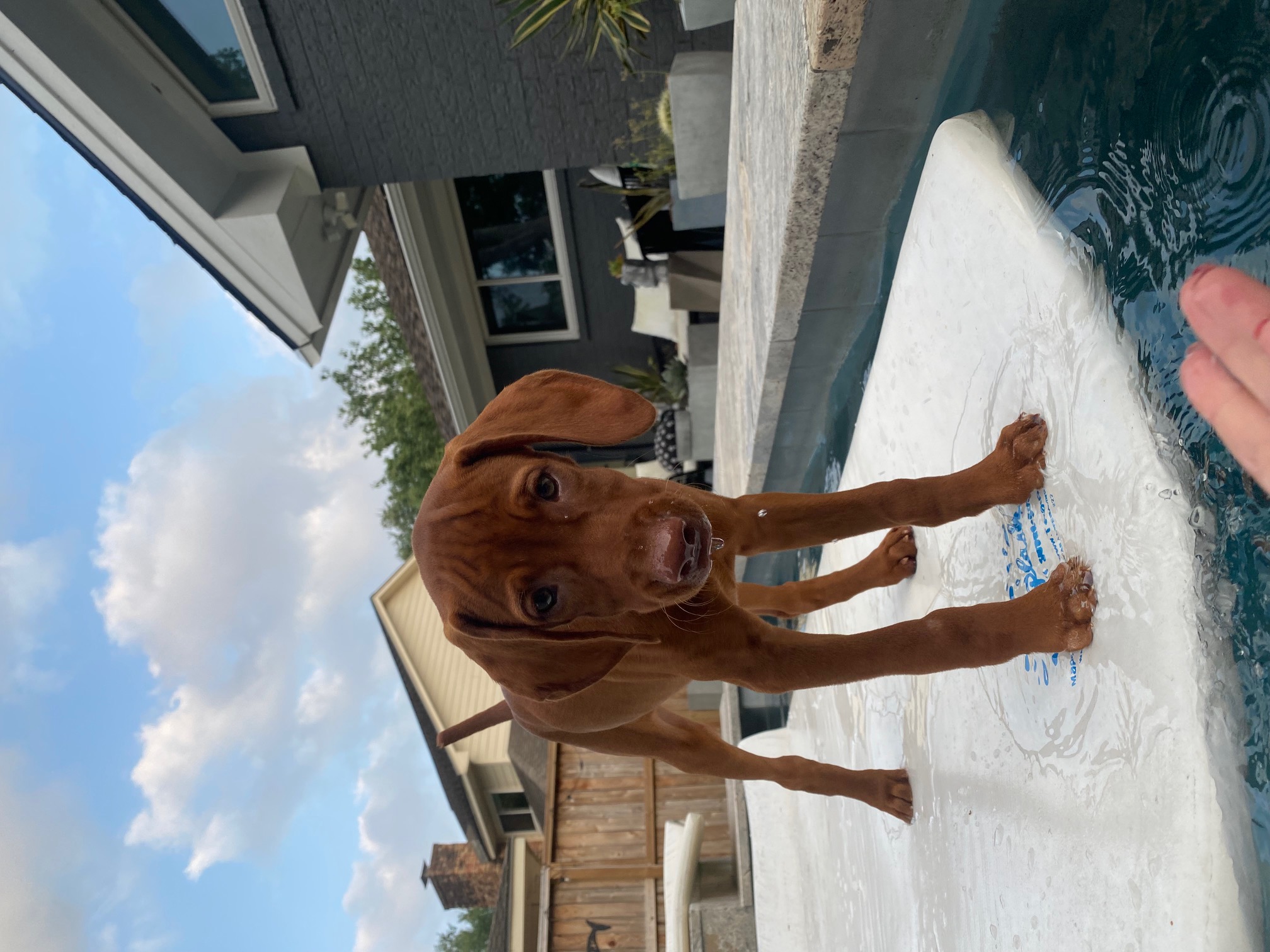 Vizsla puppy standing on a pool float in its new family’s backyard