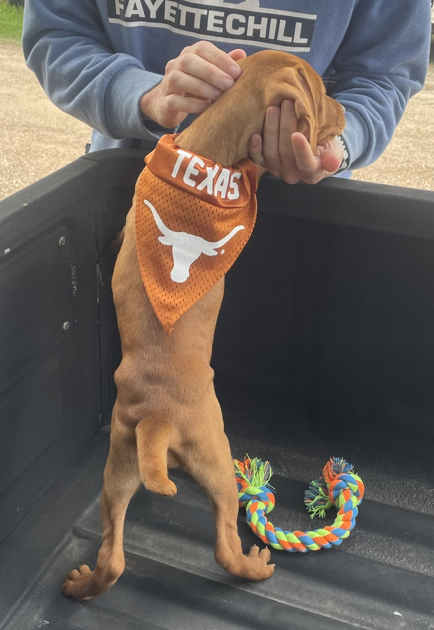 Vizsla puppy wearing a Texas Longhorns bandana in a truck bed