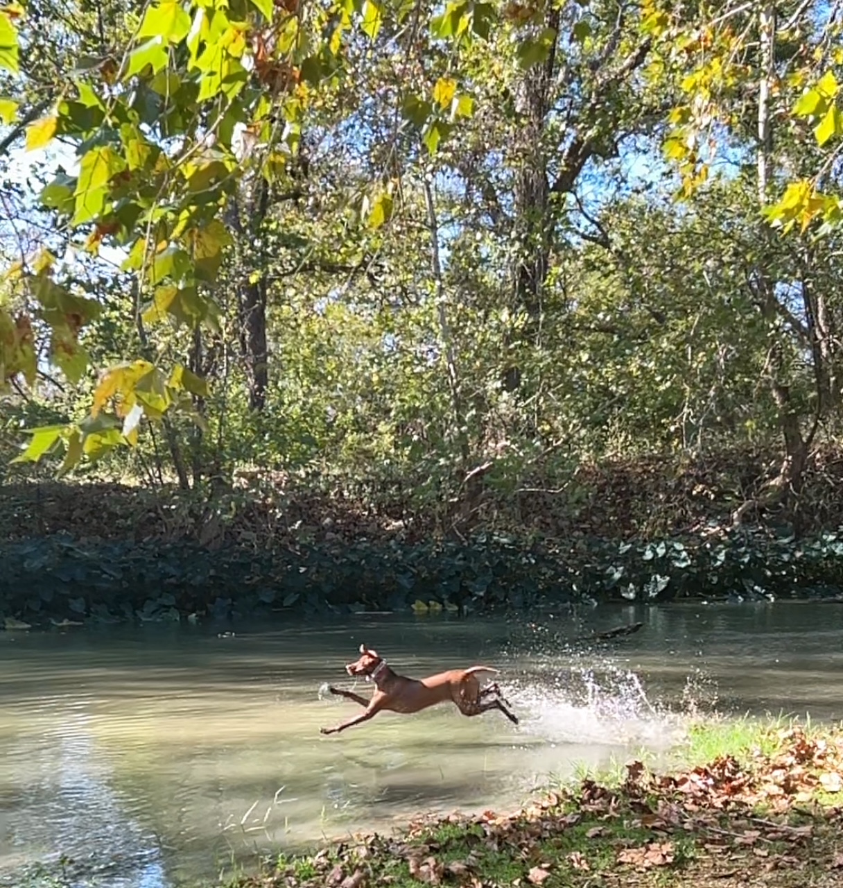 Vizsla leaping into a creek to retrieve