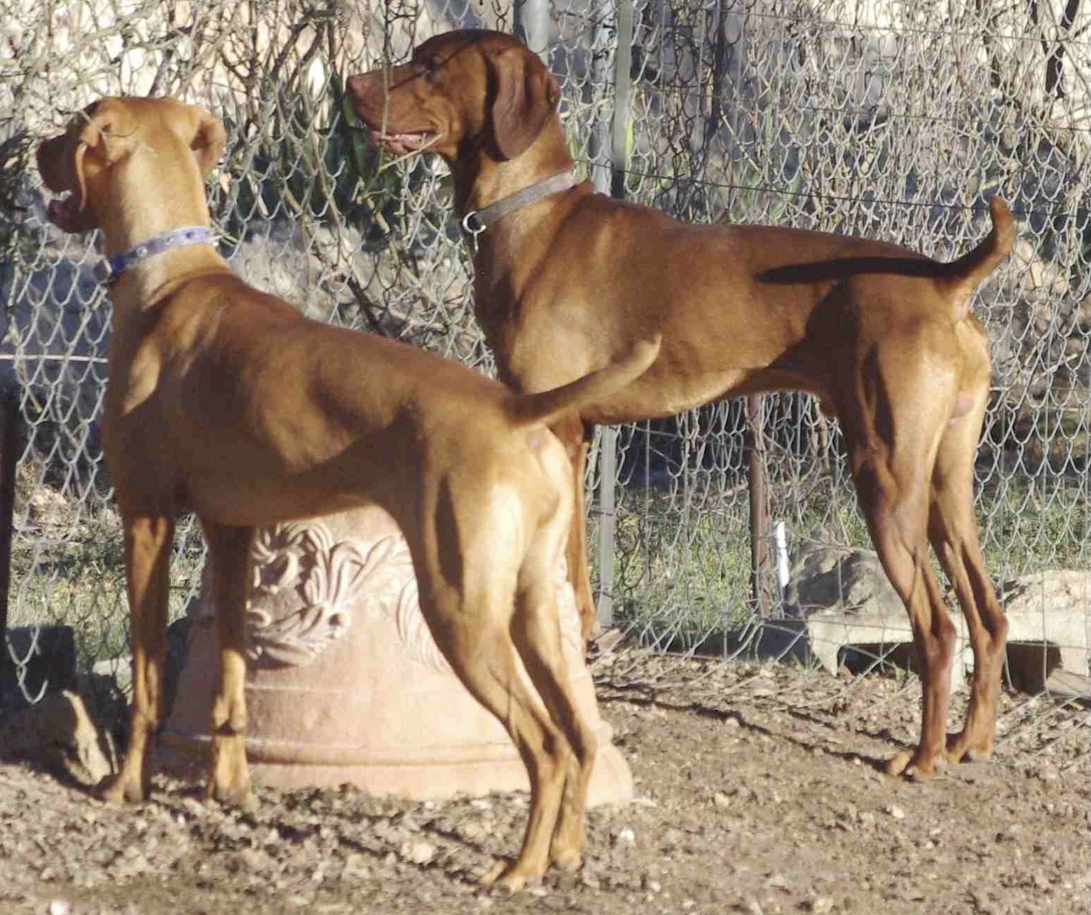 Lily and Rocky, a female and male Vizsla at Rock’n Roz Vizslas