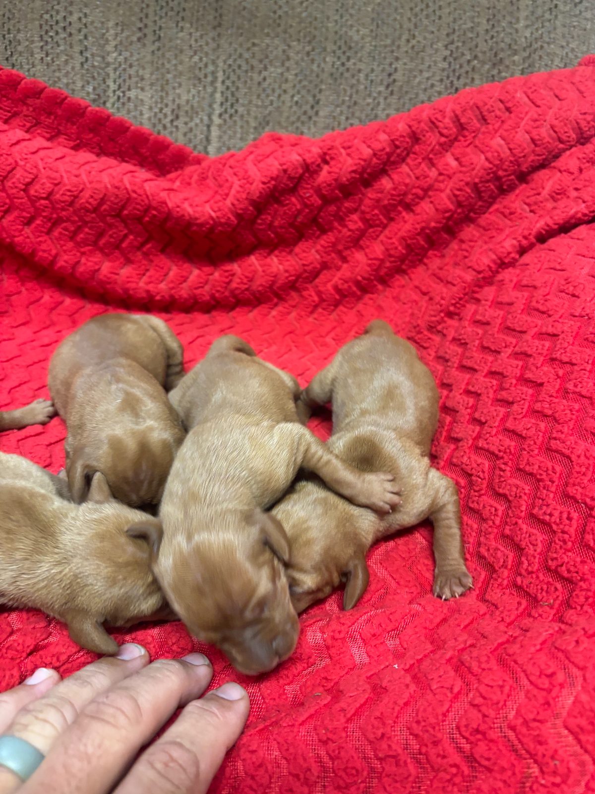 Three-day-old Vizsla puppies from the Rocky & Lily litter