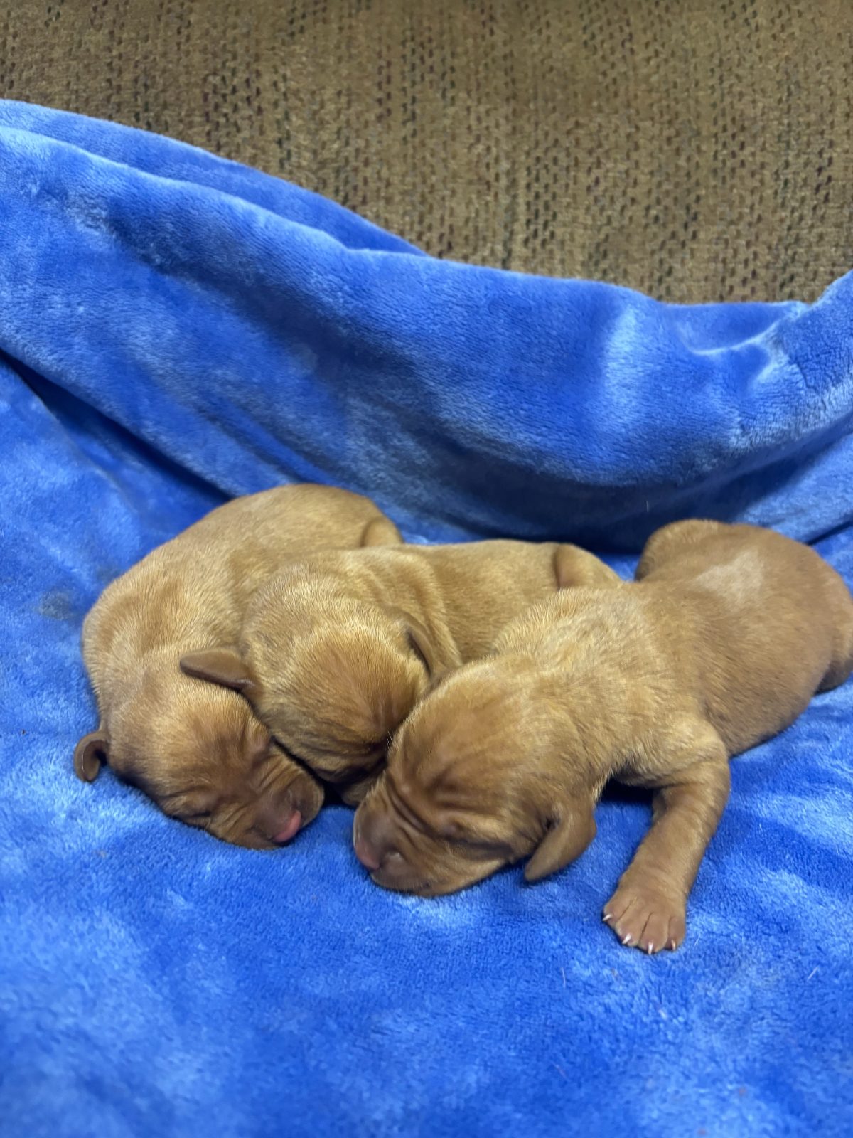 Three-day-old Vizsla puppies from the Rocky & Lily litter, photo 4