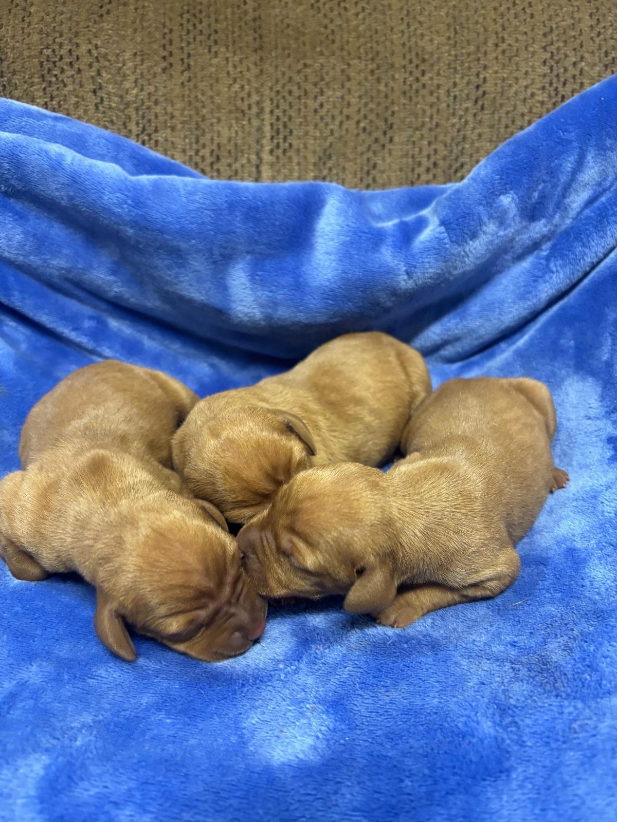 Three-day-old Vizsla puppies from the Rocky & Lily litter, photo 6