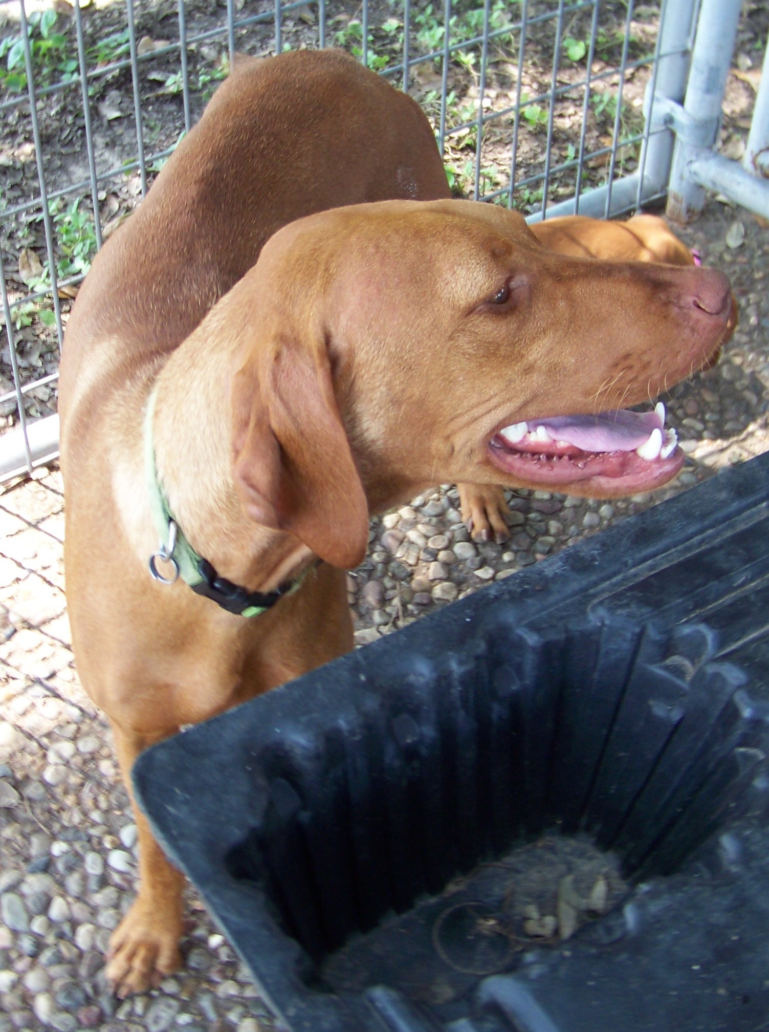 Dam of the Rocky & Lily Vizsla litter at Rock’n Roz Vizslas