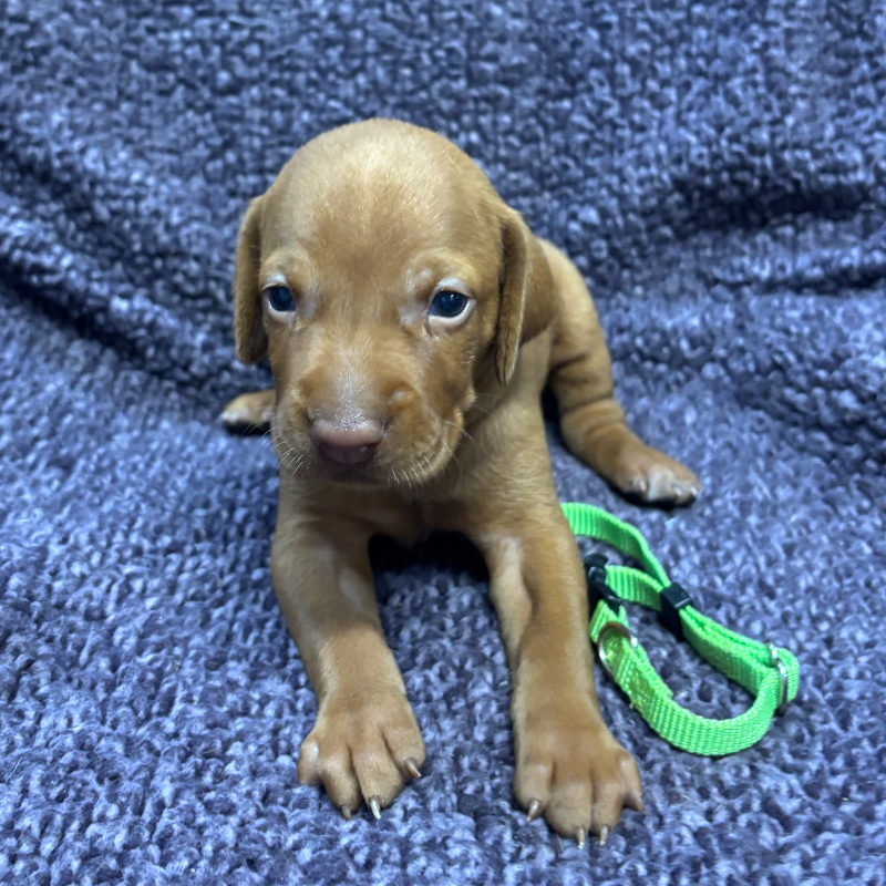 Lime green collar male Vizsla puppy from Ruby’s August 2026 litter