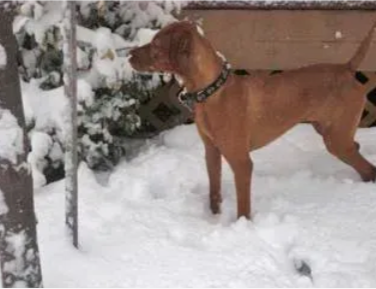 Bella, Jefferson, MA, photo 1