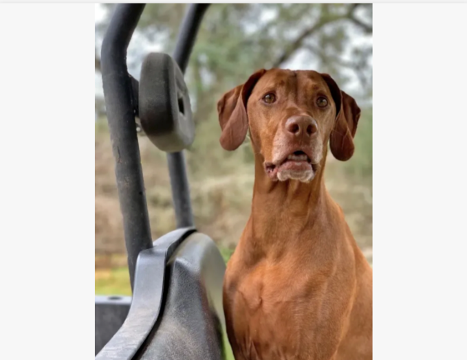 Gunner, Clute, TX, photo 1