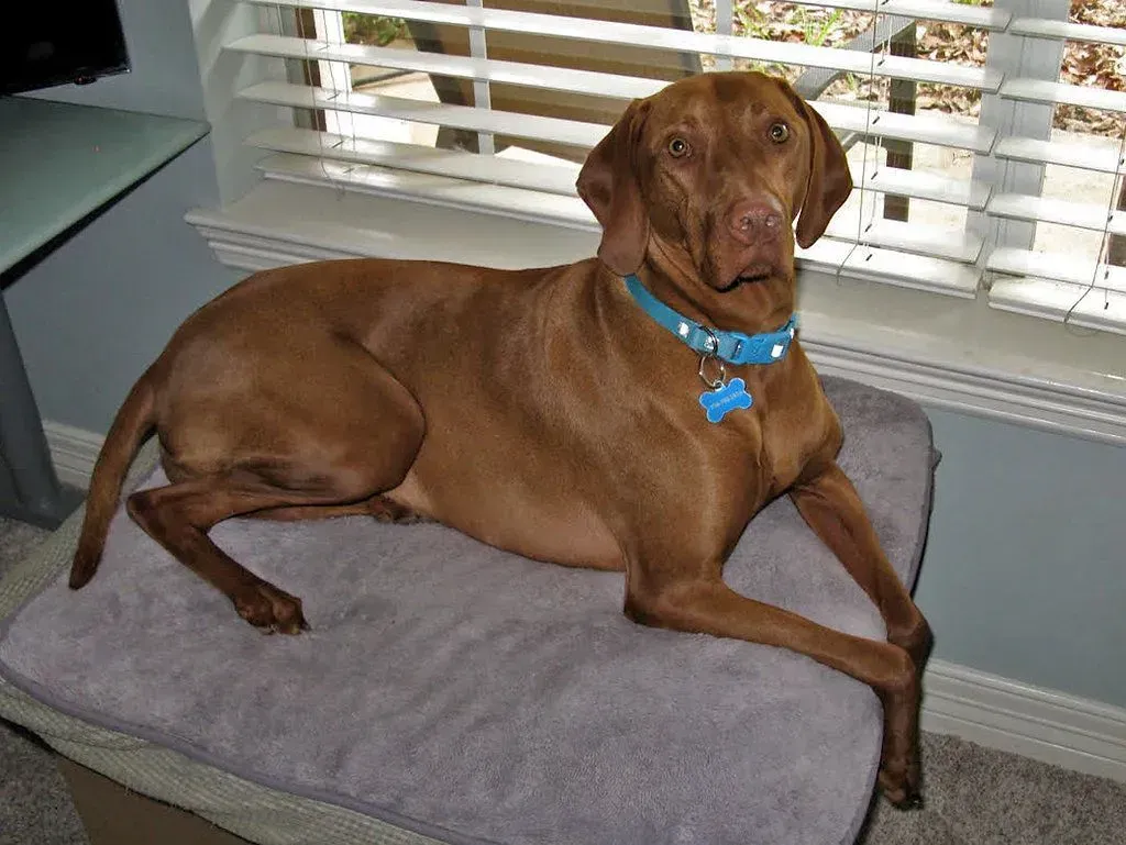Lexa, Conroe, TX, photo 1