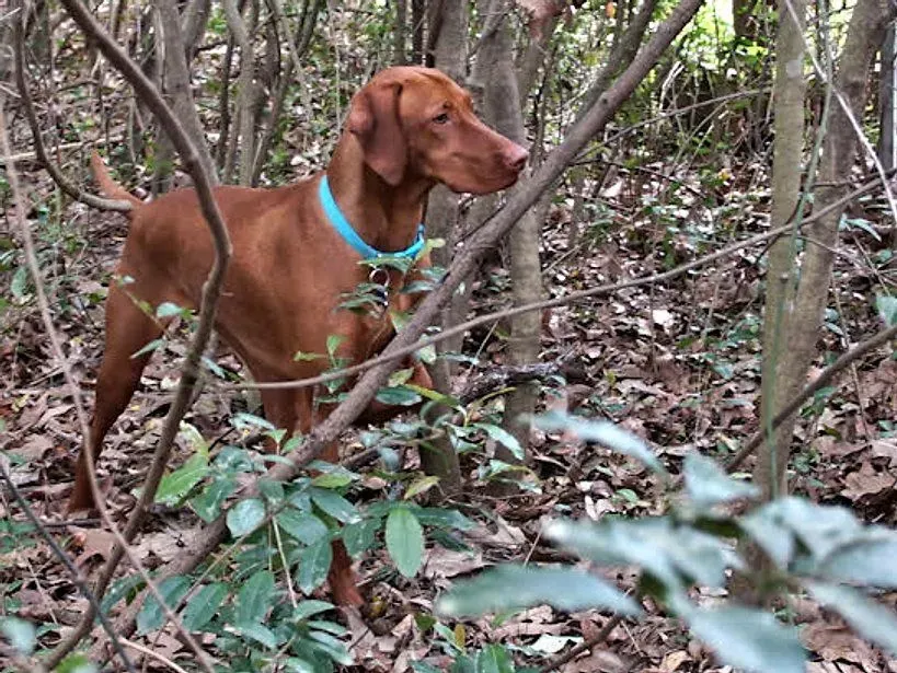 Lexa, Conroe, TX, photo 2
