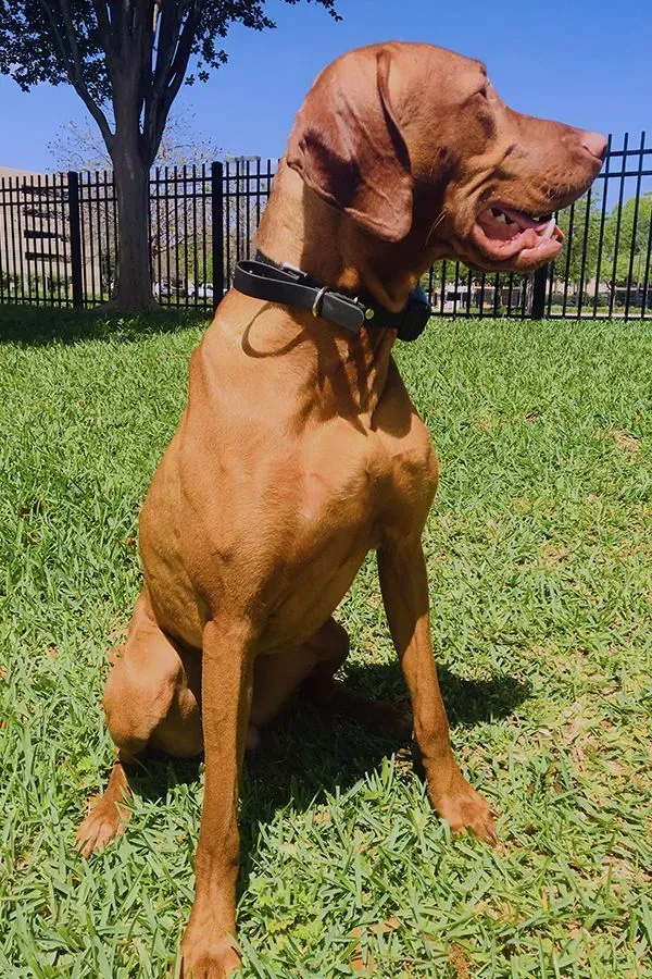 Sam, Houston, TX, photo 1