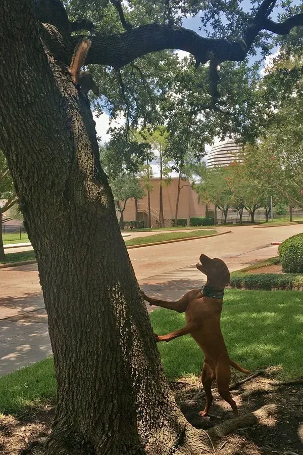 Sam, Houston, TX, photo 2