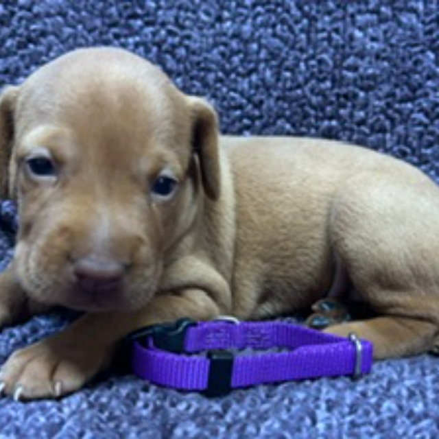 Purple collar female Vizsla puppy from Ruby’s August 2026 litter