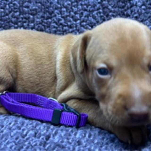 Purple collar Vizsla puppy resting