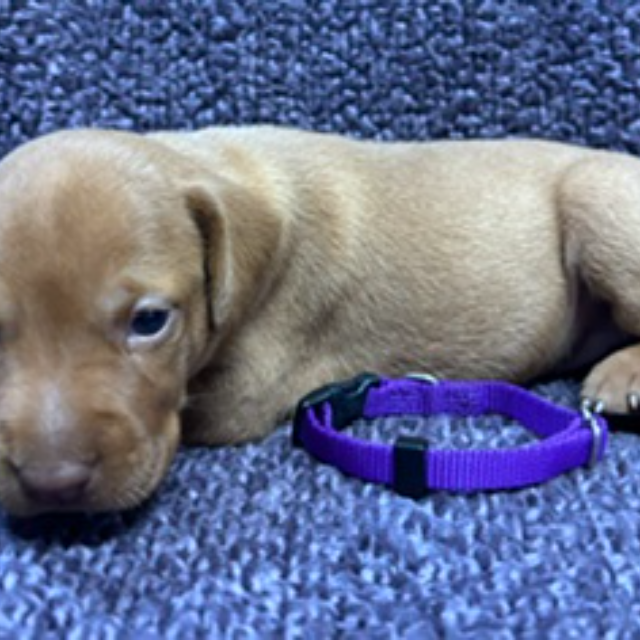 Purple collar Vizsla puppy portrait