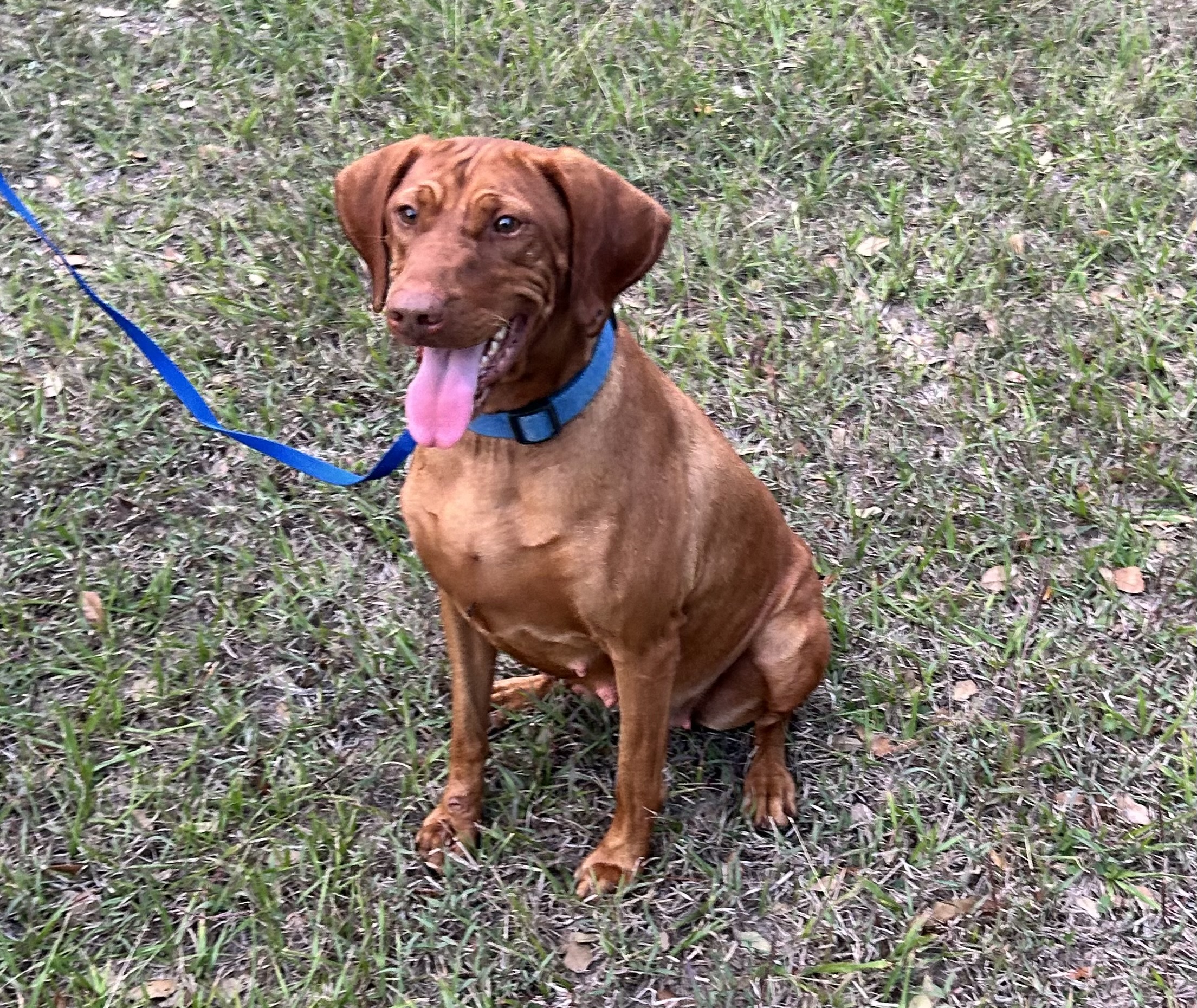 Dam of the Rocky & Res Vizsla litter at Rock’n Roz Vizslas
