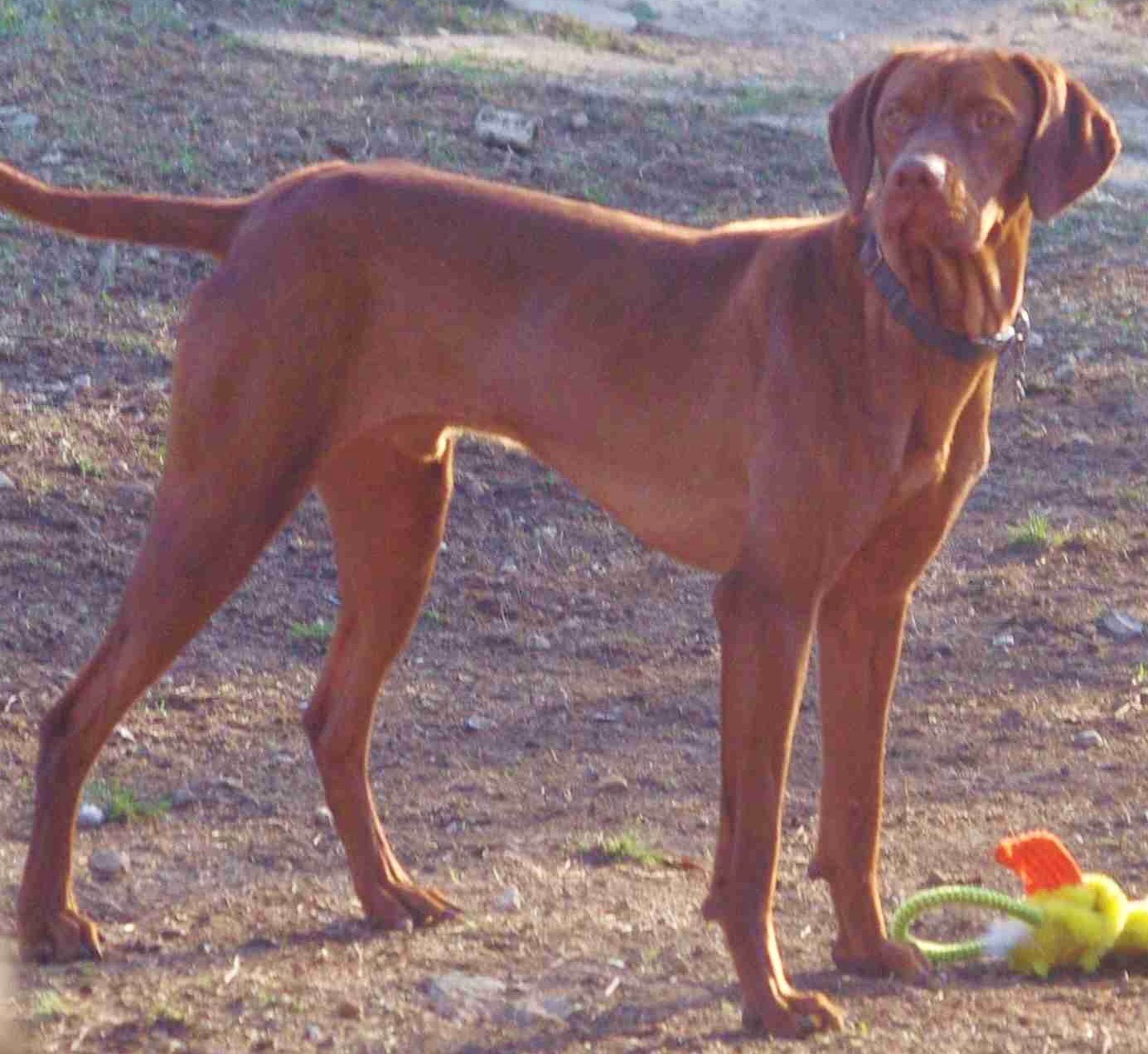 Rocky, AKC-registered Vizsla stud male at Rock’n Roz Vizslas