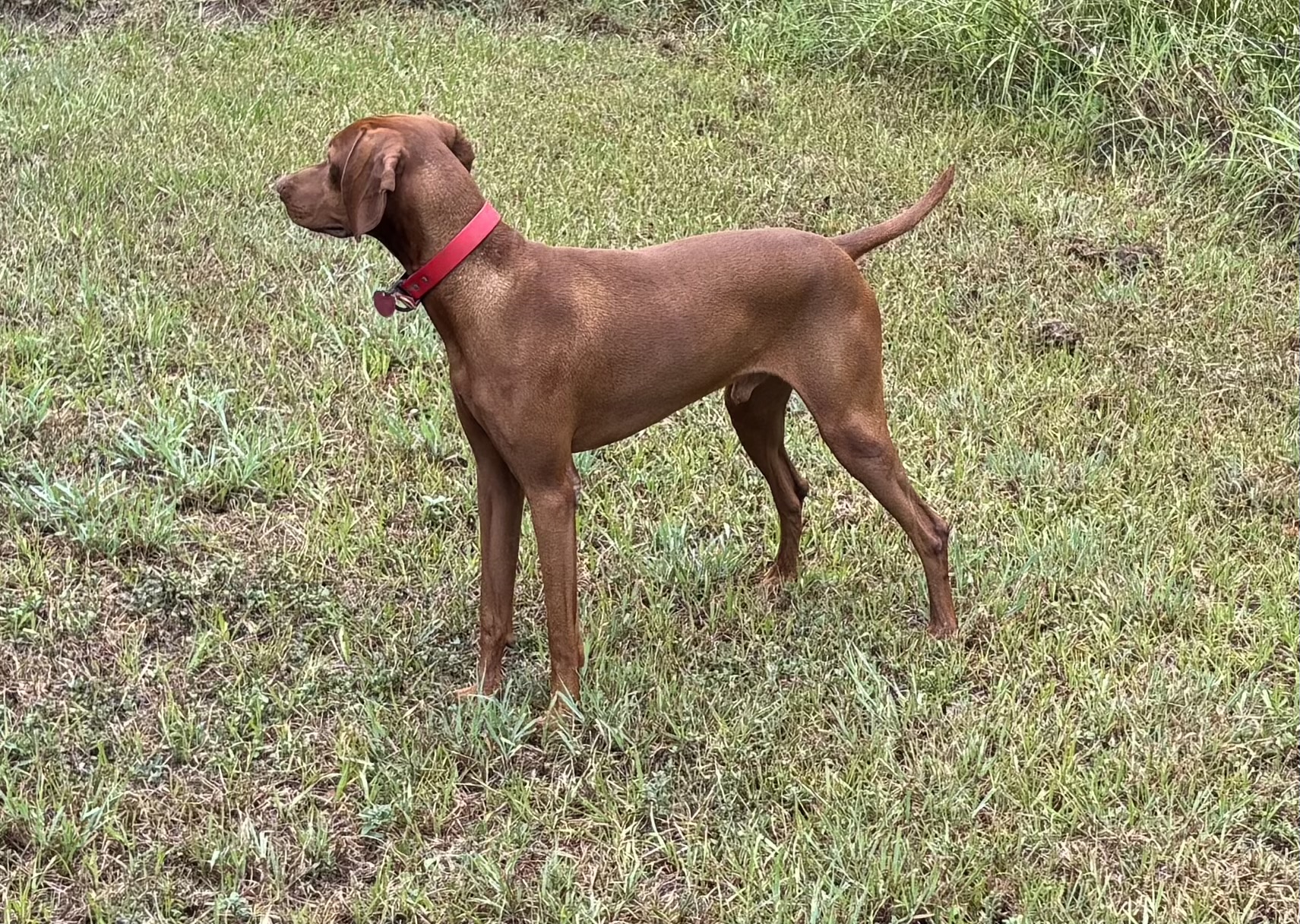 Rufus, an athletic Vizsla male standing alert in a field
