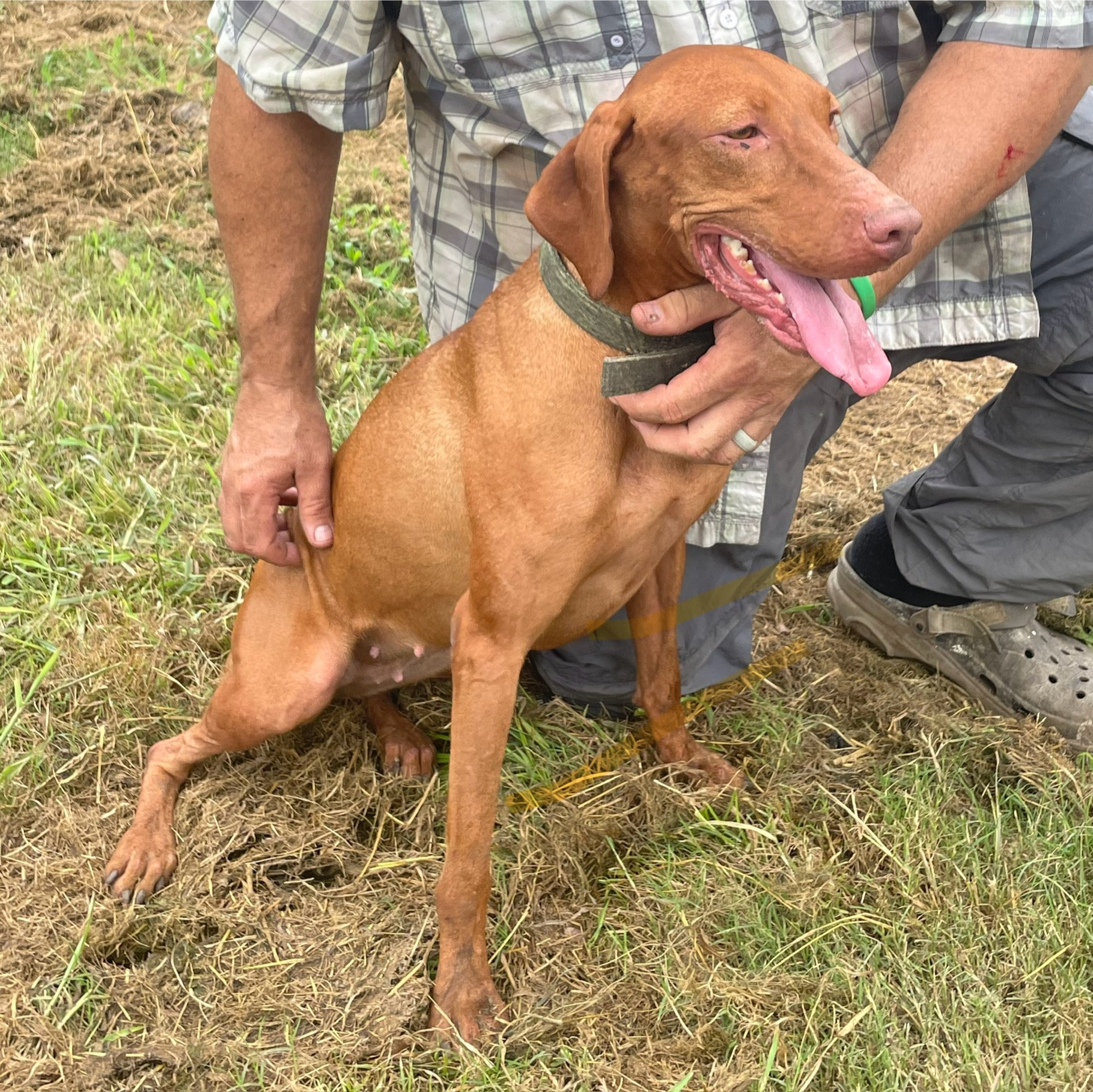 Dam of the Rufus & Ruth Vizsla litter at Rock’n Roz Vizslas