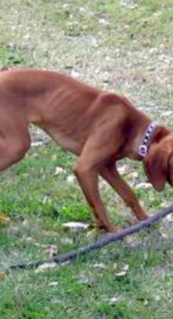 Chris’s Vizsla