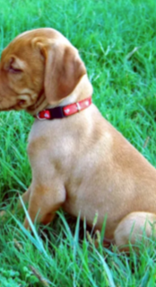 Fraser, Helen, Liam & Logan’s Vizsla