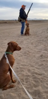 Glenda’s Vizsla