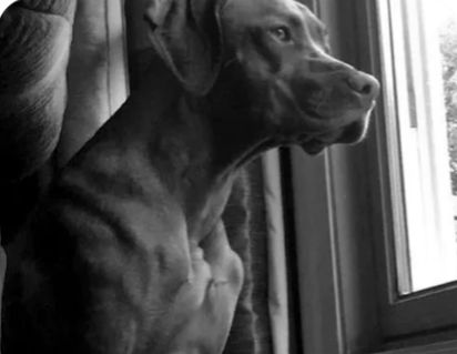 Megan, Andy and Ruger’s Vizsla