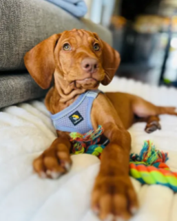 Kathryn T.’s Vizsla