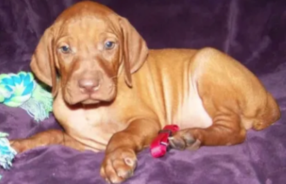 Lauren and Chris’s Vizsla