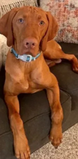 Andrea and Istavan’s Vizsla