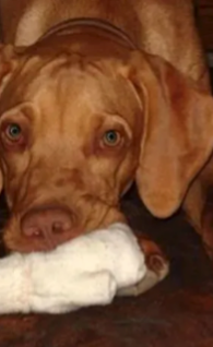 Megan, Andy and Ruger’s Vizsla