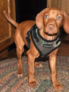 Johnnie & Brooks’s Vizsla