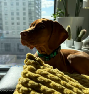 Tim M.’s Vizsla
